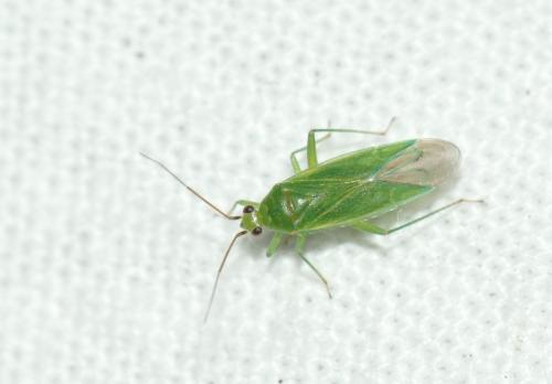 Réf. 259 775 : Orthotylus sp.